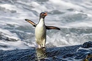 Jumping Prints: Southern rockhopper penguin (Eudyptes chrysocome chrysocome)