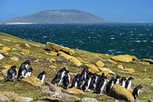 Jumping Prints: Southern rockhopper penguin (Eudyptes chrysocome chrysocome)