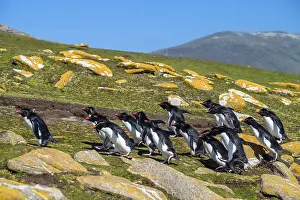 Jumping Prints: Southern rockhopper penguin (Eudyptes chrysocome chrysocome) Group ascending to colony from ocean