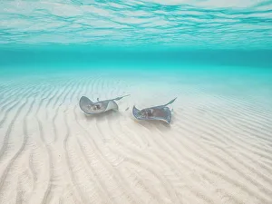 Stingray Prints: Southern Stingrat (Hypanus americanus), Grand Cayman, Cayman Islands, British West Indies