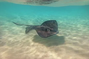 Stingray Prints: Southern Stingrat (Hypanus americanus), Grand Cayman, Cayman Islands, British West Indies
