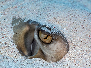Stingray Prints: Southern Stingray (Dasyatis americana), Grand Cayman, Cayman Islands, British West Indies