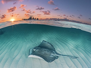 Stingray Prints: Southern Stingray (Dasyatis americana)