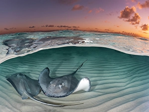 Stingray Prints: Southern Stingray (Dasyatis americana)