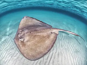 Seabed Prints: Southern Stingray (Dasyatis americana) at the sandbar in North Sound on Grand Cayman