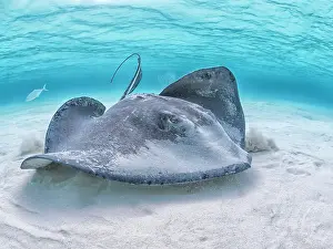 Seabed Prints: Southern Stingray (Dasyatis americana) at the sandbar in North Sound on Grand Cayman