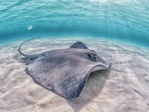 Seabed Prints: Southern Stingray (Dasyatis americana) at the sandbar in North Sound on Grand Cayman