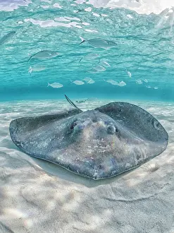 Seabed Prints: Southern Stingray (Dasyatis americana) at the sandbar in North Sound on Grand Cayman
