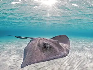 Seabed Prints: Southern Stingray (Dasyatis americana) at the sandbar in North Sound on Grand Cayman