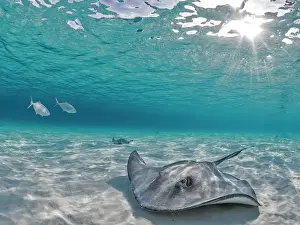 Seabed Prints: Southern Stingray (Dasyatis americana) at the sandbar in North Sound on Grand Cayman