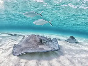 Seabed Prints: Southern Stingray (Dasyatis americana) at the sandbar in North Sound on Grand Cayman