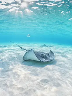 Seabed Prints: Southern Stingray (Dasyatis americana) at the Stingray City sandbar on Grand Cayman