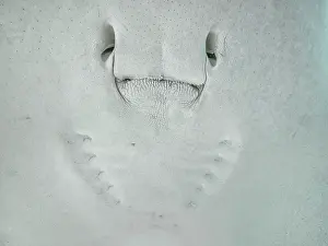 Seabed Prints: Southern Stingray (Dasyatis americana) at the Stingray City sandbar in North Sound on Grand Cayman