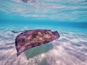 Seabed Prints: Southern Stingray (Dasyatis americana) at the Stingray City sandbar in North Sound on Grand Cayman
