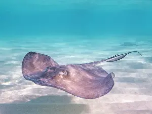 Seabed Prints: Southern Stingray (Dasyatis americana) at the Stingray City sandbar in North Sound on Grand Cayman
