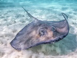 Seabed Prints: Southern Stingray (Dasyatis americana) at the Stingray City sandbar in North Sound on Grand Cayman