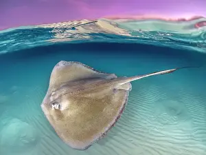 Seabed Prints: Southern Stingray (Dasyatis americana) at sunrise at the Stingray City sandbar on Grand Cayman