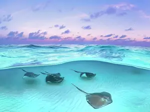 Seabed Prints: Southern Stingray (Dasyatis americana) at sunrise at the Stingray City sandbar on Grand Cayman