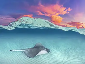 Seabed Prints: Southern Stingray (Dasyatis americana) at sunrise at the Stingray City sandbar on Grand Cayman
