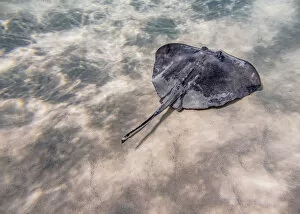 Images Dated 5th May 2020: Southern stingray (Hypanus americanus), Stingray City, Grand Cayman, Cayman Islands