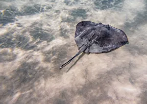 Images Dated 5th May 2020: Southern stingray (Hypanus americanus), Stingray City, Grand Cayman, Cayman Islands