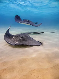Images Dated 5th May 2020: Southern stingray (Hypanus americanus), Stingray City, Grand Cayman, Cayman Islands