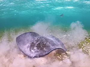 Stingray Prints: Southern Stingray (Hypanus americanus), Grand Cayman, Cayman Islands, British West Indies