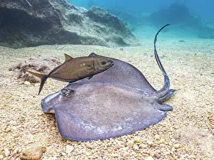 Stingray Prints: Southern Stingray (Hypanus americanus), Grand Cayman, Cayman Islands, British West Indies