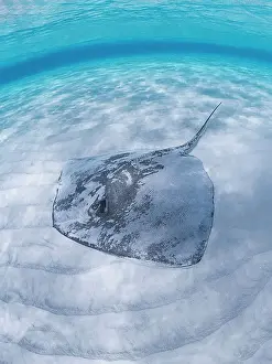 Stingray Prints: Southern Stingray (Hypanus americanus) at Stingray City in North Sound