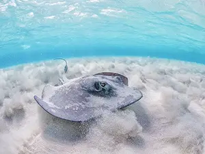 Stingray Prints: Southern Stingray (Hypanus americanus) at Stingray City in North Sound
