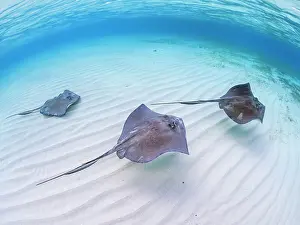 Stingray Prints: Southern Stingray (Hypanus americanus) at Stingray City in North Sound