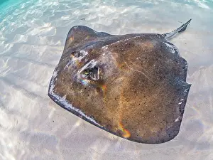 Stingray Prints: Southern Stingray (Hypanus americanus) at Stingray City in North Sound