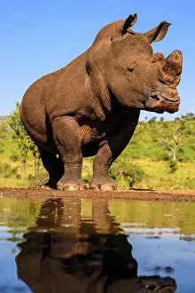 Fresh Water Prints: Southern white rhinoceros (Ceratotherium simum simum)