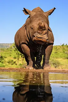 Moving Prints: Southern white rhinoceros (Ceratotherium simum simum)