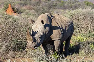 Conservation Prints: Southern White Rhinoceros, Okonjima Nature Reserve, Namibia, Africa