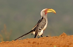 Natal Prints: Southern yellow-billed hornbill, Zimanga Private Game Reserve, Natal, South Africa