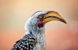 Natal Prints: Southern yellow-billed hornbill, Zimanga Private Game Reserve, Natal, South Africa
