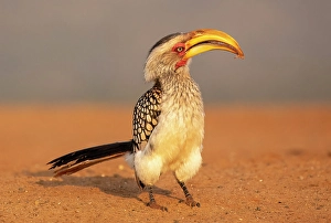 Natal Prints: Southern yellow-billed hornbill, Zimanga Private Game Reserve, Natal, South Africa