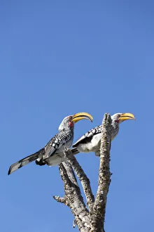 Beak Prints: Southern Yellow Billed hornbill bird, Etosha, Namibia
