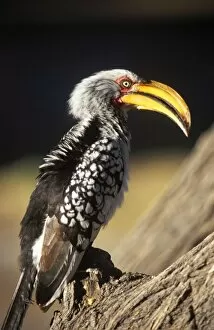 African Bird Gallery: Southern Yellow Hornbill
