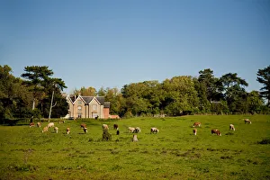 Midlands Prints: Southwell, England. Traditional grazing farmland