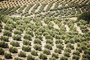 Images Dated 22nd July 2015: Spain, Andalucia. Olive Trees endless field in summer