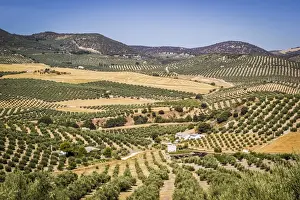 Spain, Andalucia. Olive Trees endless field in summer