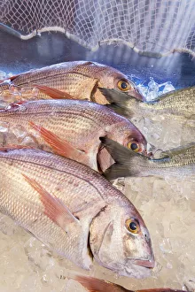 Spain, Andalusia, Malaga, Torremolinos, El Sardina, Fresh Red Porgy fishes