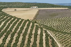 Spain, Andalusia, Olive grove