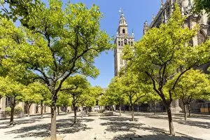 Images Dated 7th August 2014: Spain, Andalusia, Seville. Patio de los Naranjos in the cathedral and Giralda tower