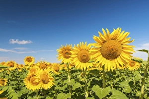 Spain, Andalusia, Seville, Sunflower fields