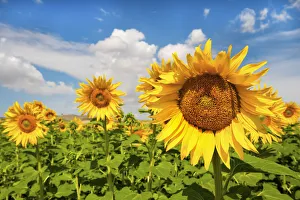 Spain, Andalusia, Seville, Sunflower fields