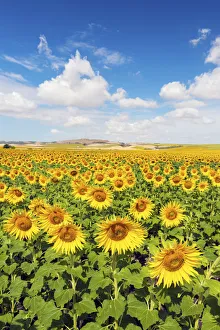 Spain, Andalusia, Seville, Sunflower fields