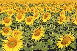 Spain, Andalusia, Seville, Sunflower fields